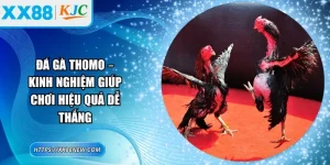 Đá gà Thomo – Kinh nghiệm giúp chơi hiệu quả dễ thắng